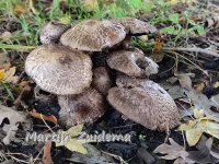 Spoelvoetchampignon [Agaricus bohusii]